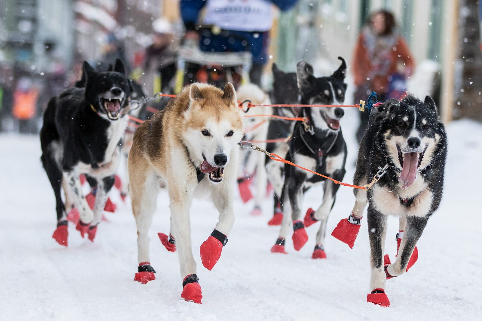 Dog boots for sled dogs hotsell