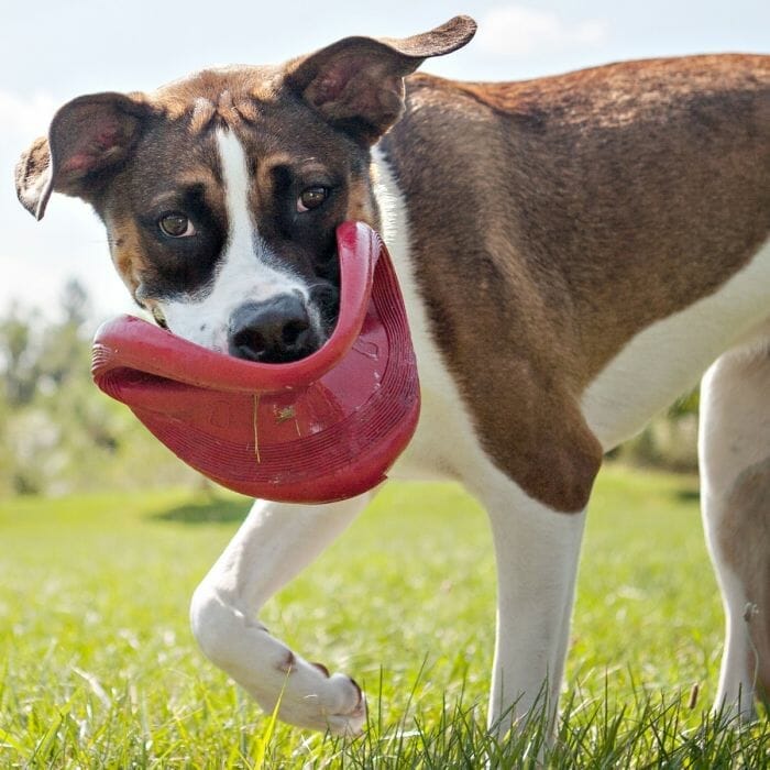 Kong shop dog frisbee