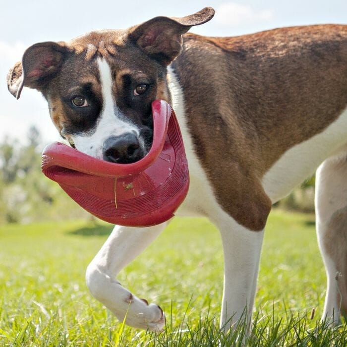 Frisbee KONG Flyer pour chien (grand modèle)
