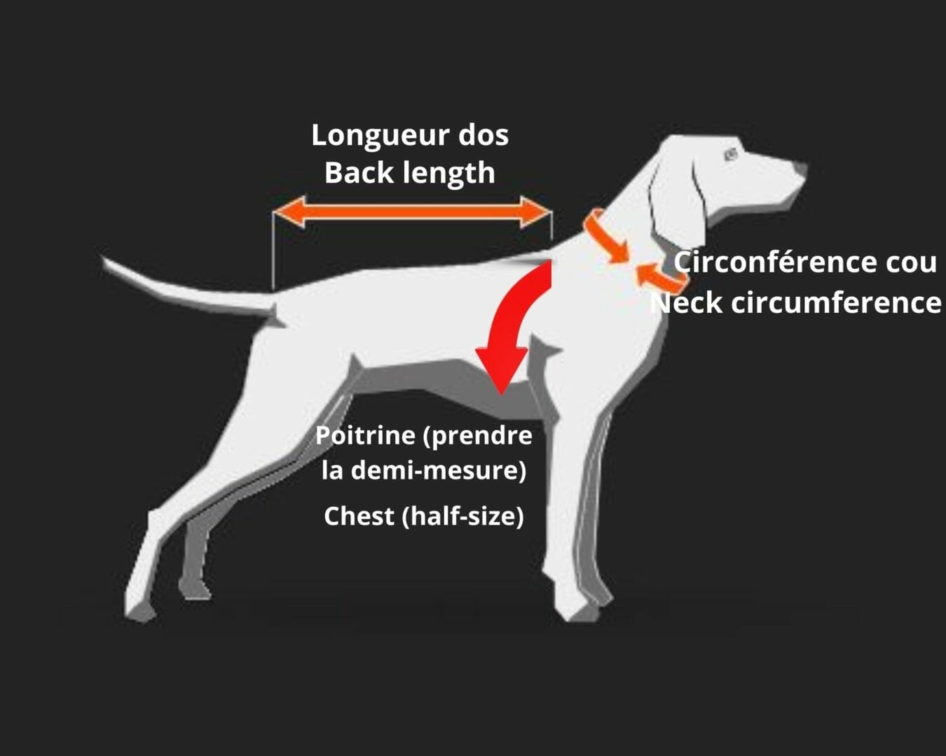Les harnais pour chiens : importance et différence entre harnais de balade  et harnais de traction - Canem Victoria