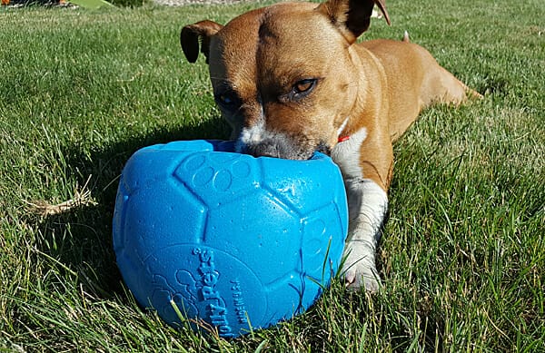 Balle de football en plein air pour chiens, jouets interactifs d