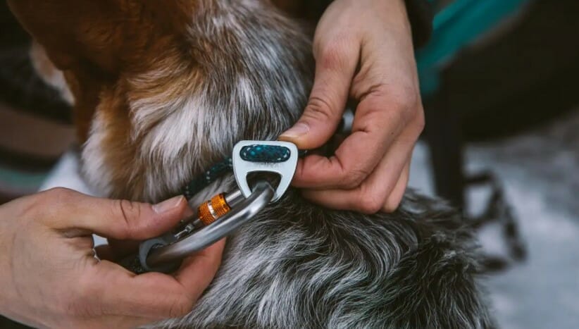 Knot dog outlet collar