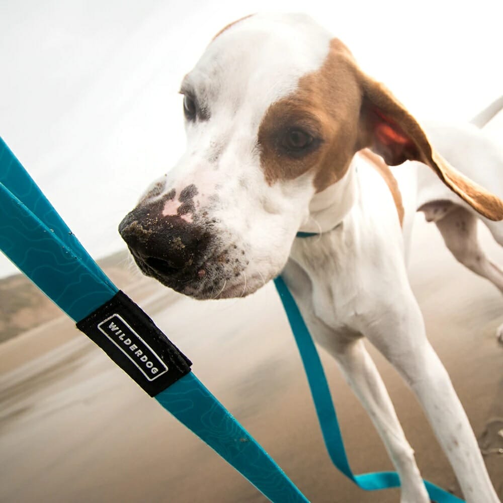 Wilderdog leash best sale